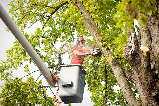 Why Choose Our Tree Removal Services in Hutchins, TX?